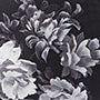 Magnolia Mirage